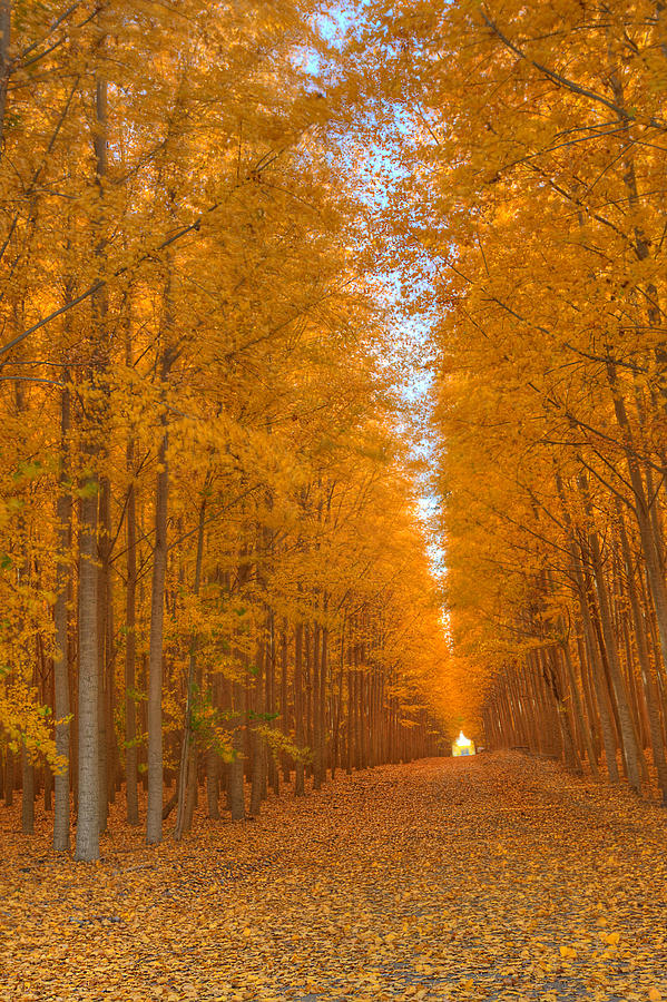 Tree Tunnel 3 Photograph by George Herbert - Pixels