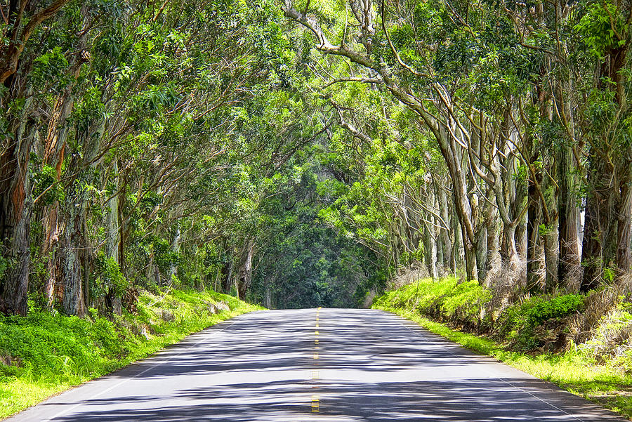 Tree Photograph - Tree Tunnel  Kauai  by Mike Orso