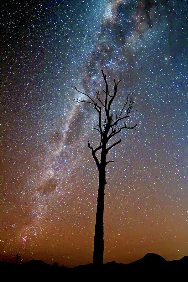 Tree Under Stars And The Milky Way Photograph by K.muller