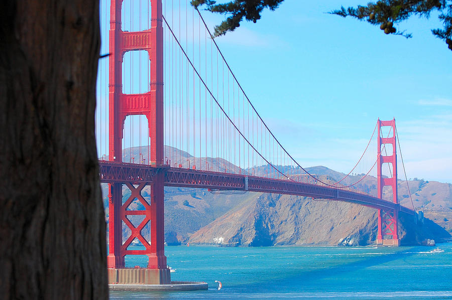 Tree View Golden Gate Photograph by Holly Blunkall
