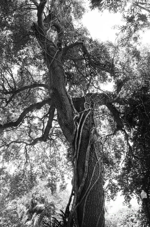 Tree Photograph - Tree by Vincent Billotto