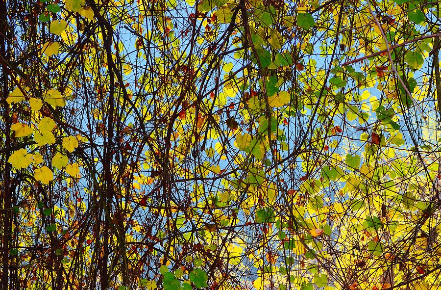 Tree Vine Curtain Photograph by Marilyn MacCrakin