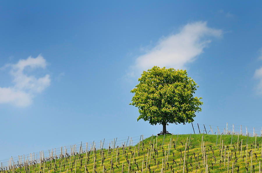 Tree vineyard and blue sky Photograph by Matthias Hauser