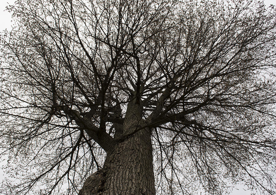 Tree Photograph - Tree Web by Jatin Thakkar