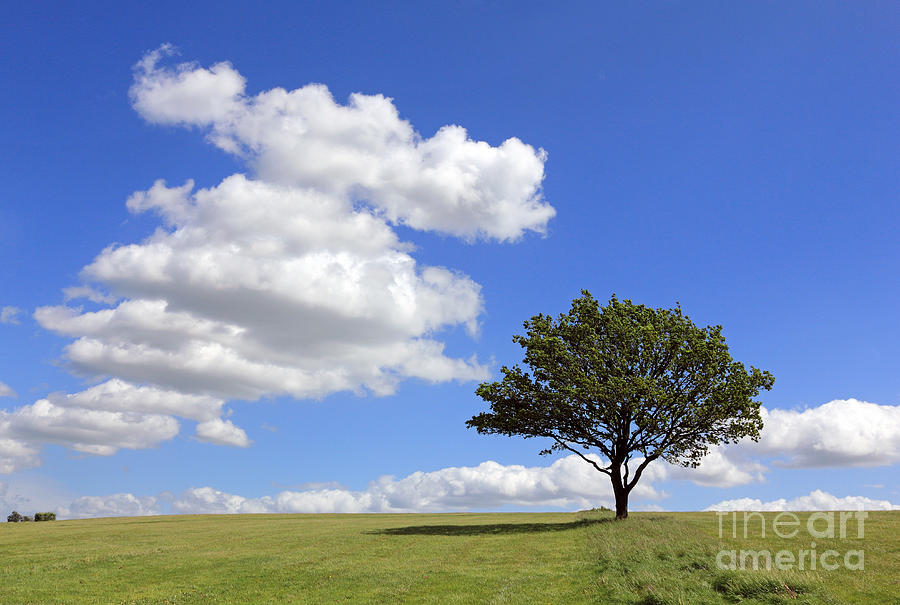 Tree with clouds Photograph by Julia Gavin
