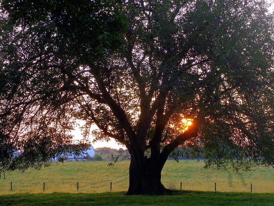 Tree with Fence. Photograph by Joseph Skompski