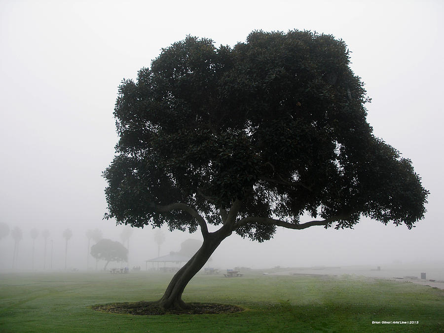 Tree with fog Photograph by Brian Gilna