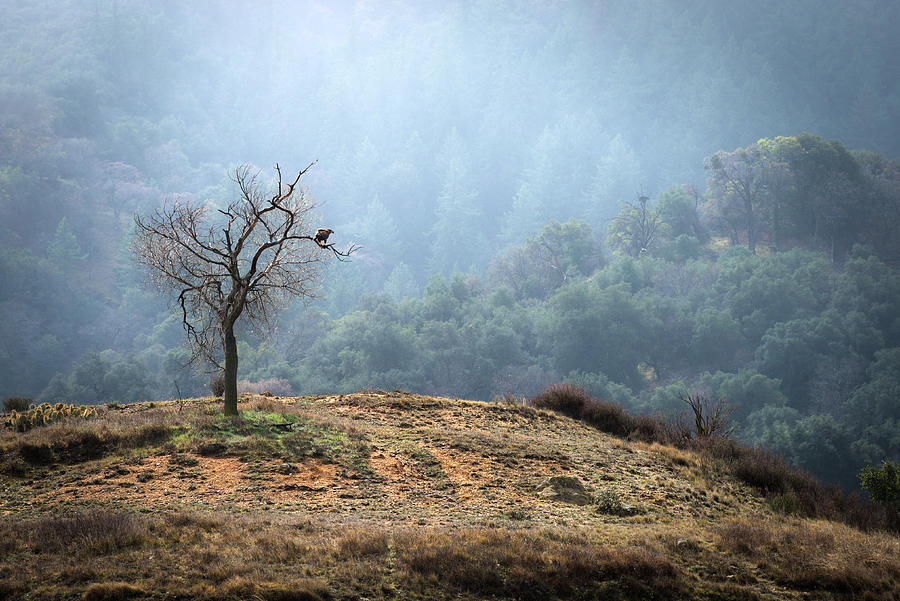 Tree with Golden Eagle Photograph by Alexander Kunz
