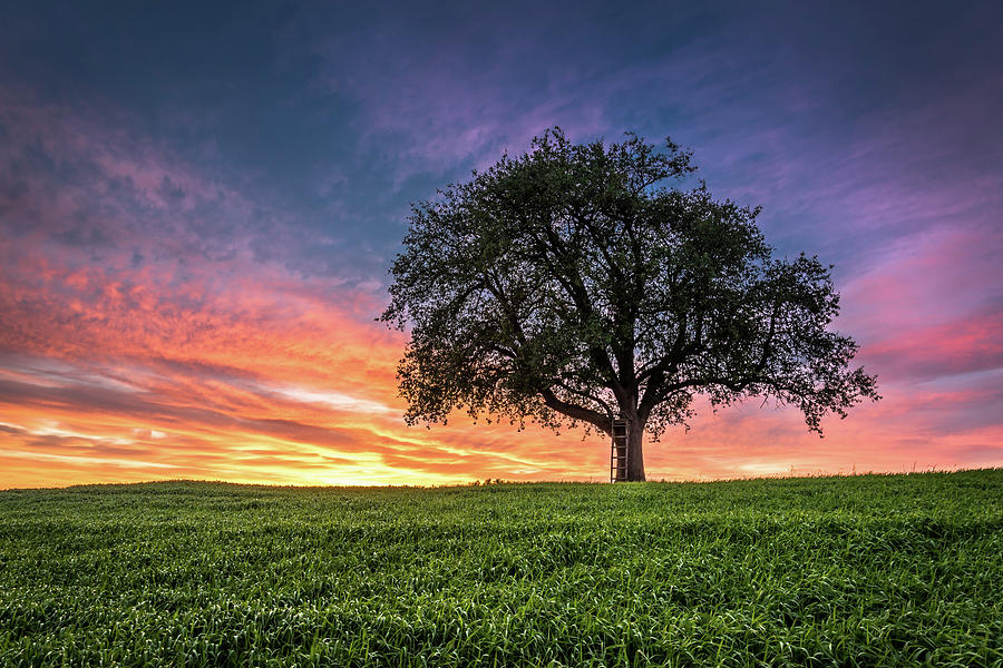 Tree With Ladder At Sunset Photograph by Andreas Wonisch