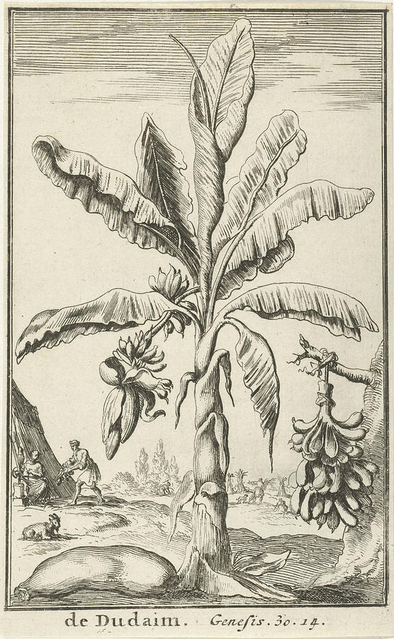 Tree With Mandrakes, Jan Luyken, Willem Goeree Drawing by Jan Luyken ...