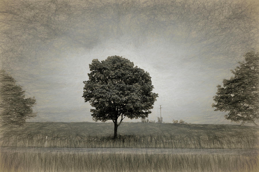 Tree With Rape Field In Springtime Photograph by Panoramic Images