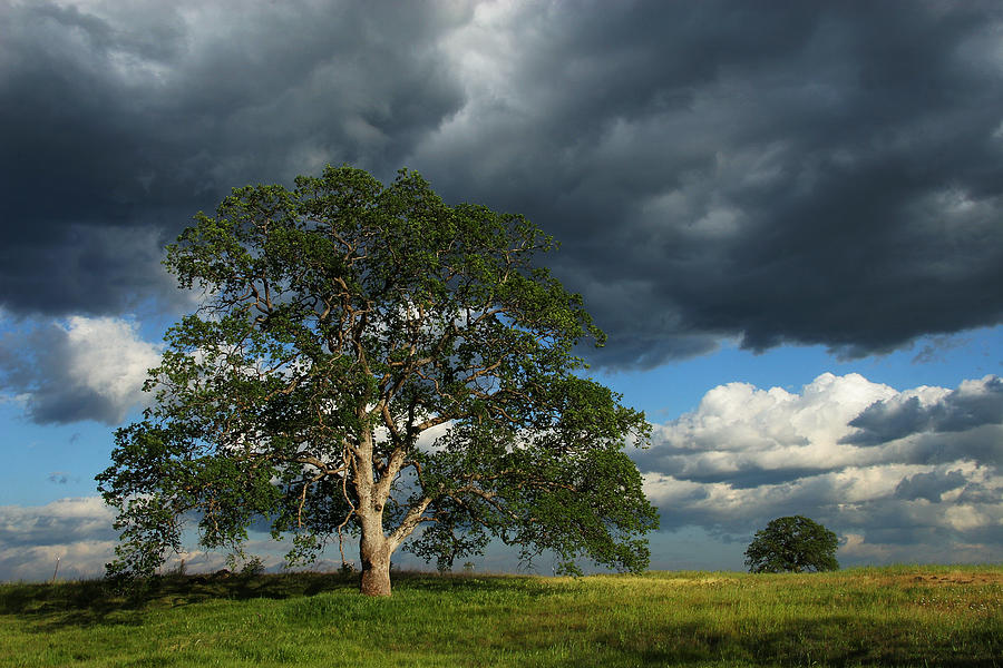 Tree With Storm Clouds Photograph by Robert Woodward
