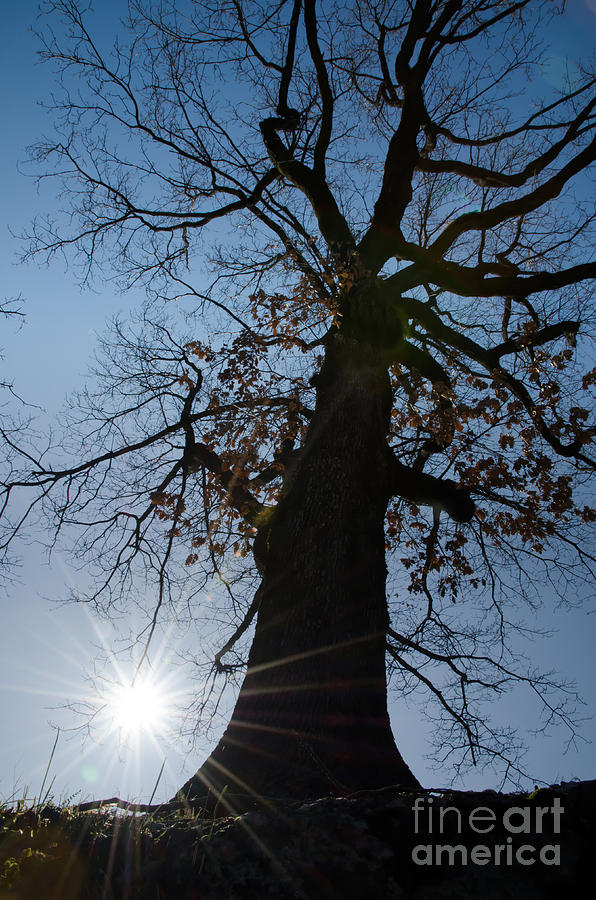 Tree with sun Photograph by Mats Silvan