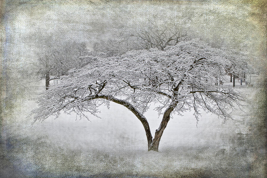 Tree with Winter Snowfall at Garfield Park Photograph by Randall Nyhof