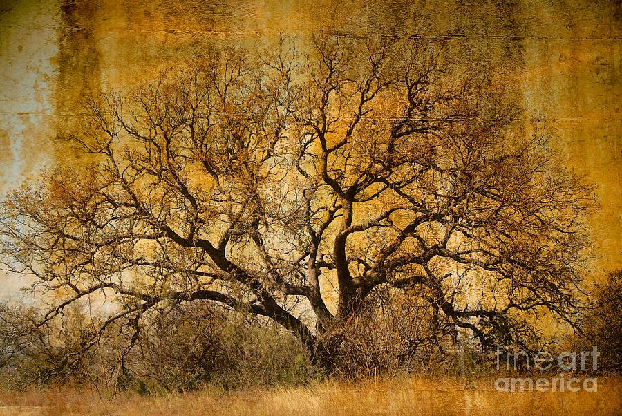 Tree Photograph - Tree Without Shade by Gary Richards