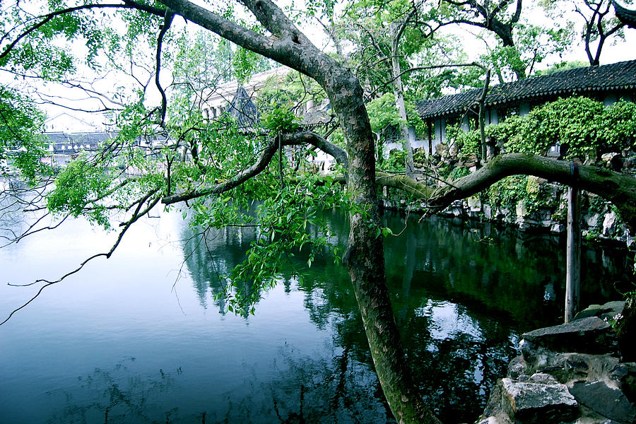 Tree Photograph by HweeYen Ong