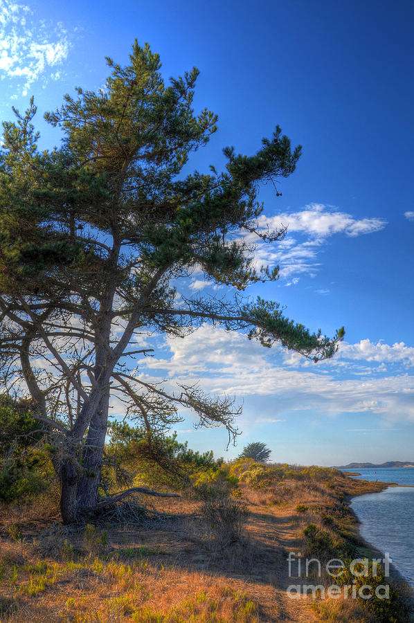 Treebay Photograph by Mathias 