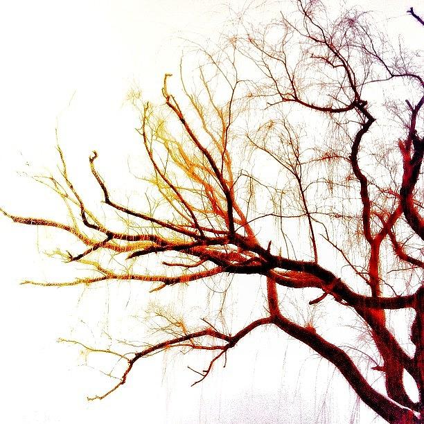 Tree Photograph - #tree#branches#ic_trees by Adeeba Ali