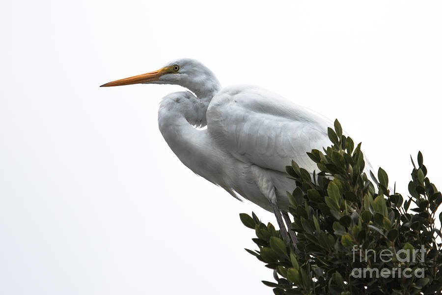 Bird Photograph - Treed Egret by Robert Bales