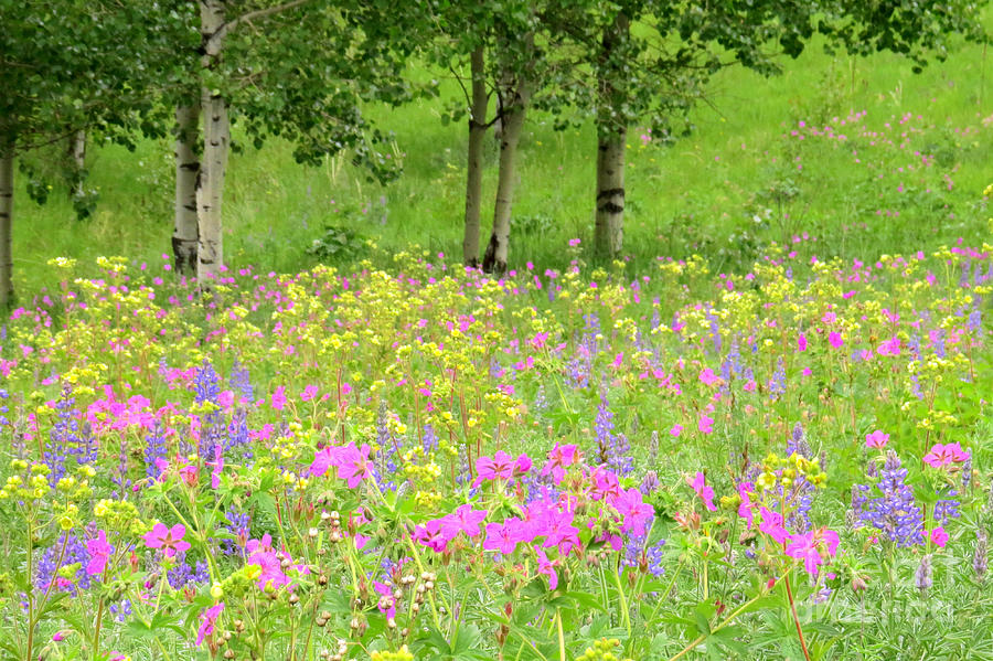 Flower Photograph - Treed meadows by Frank Townsley