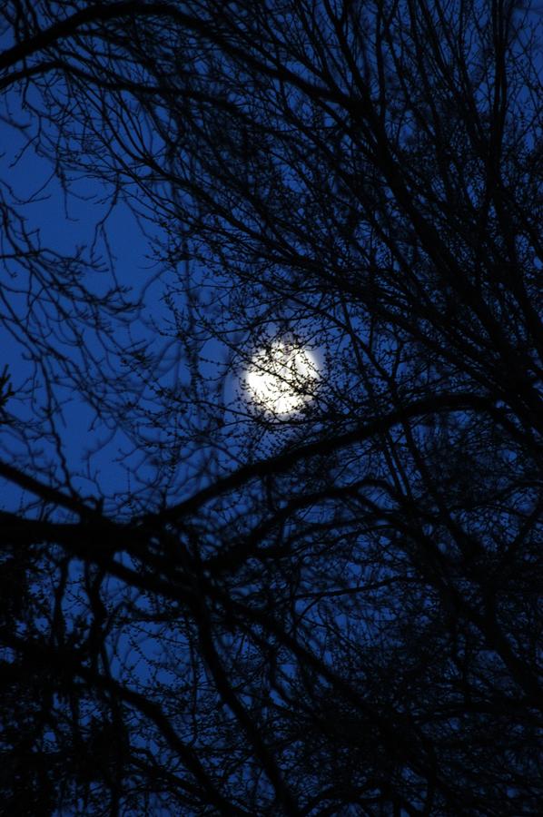 Treed Moon Photograph by Joseph Yarbrough