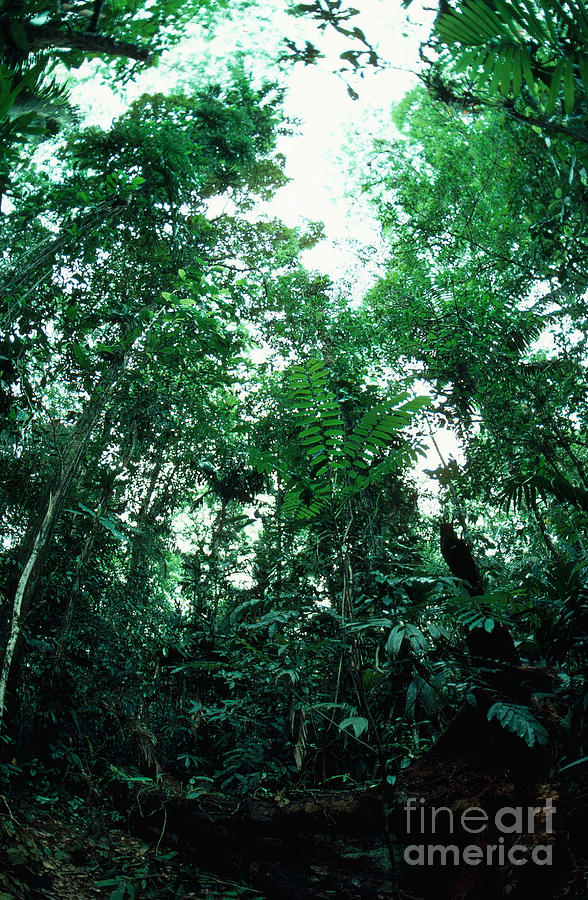 Treefall Gap In Rainforest Photograph by Gregory G. Dimijian, M.D.