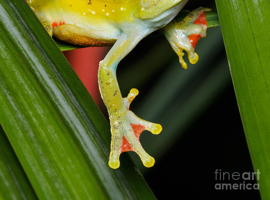 Treefrog Foot Photograph by Martin Shields