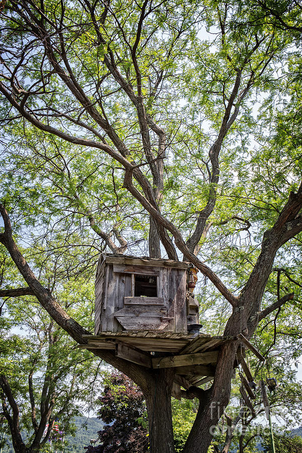 Treehouse Photograph by Edward Fielding