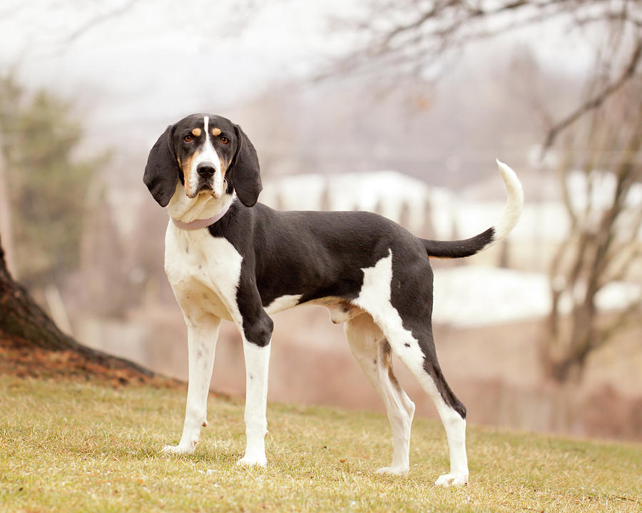 Treeing Walker Coonhound Standing On Photograph by Kerri Wile
