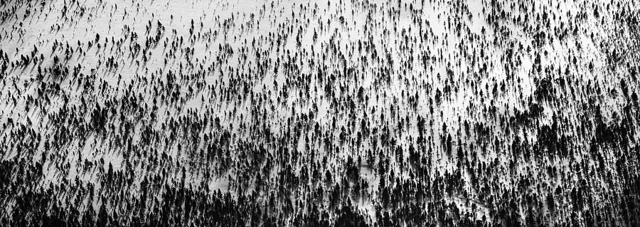 Treeline Birches and Pines Photograph by Pekka Sammallahti