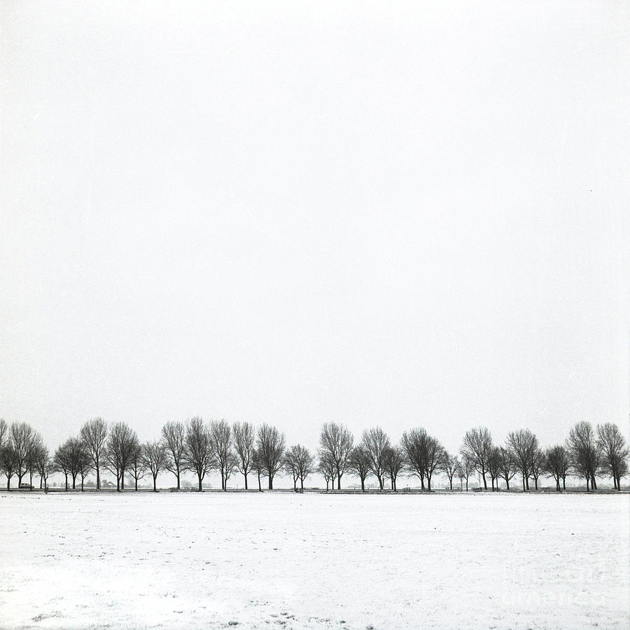Treeline In Winter Photograph by Ineke Kamps