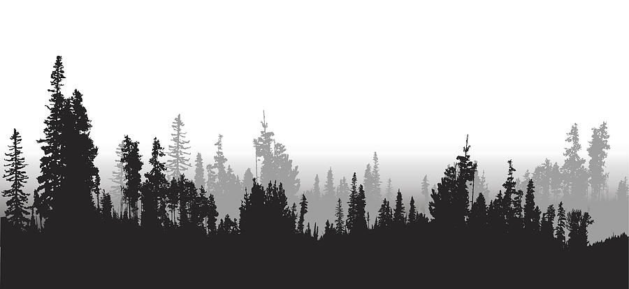Treeline Spruce And Pines Drawing by A-Digit