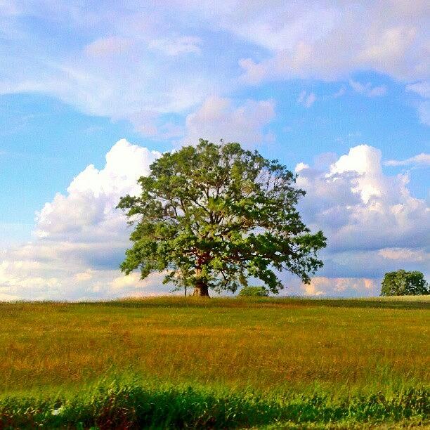 Tree Photograph - #tree#oaktree#field#photography by Kristen Lyles