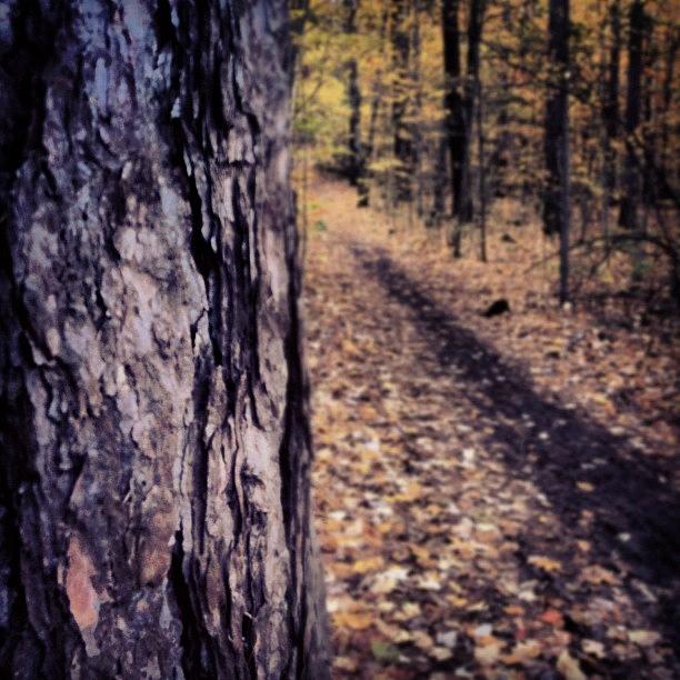 Nature Photograph - #treeporn #autumn #fall #path #trail by Krista Duke
