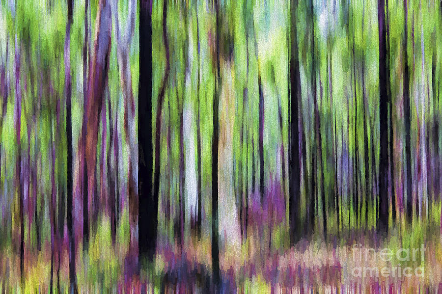Trees abstract Photograph by Sheila Smart Fine Art Photography