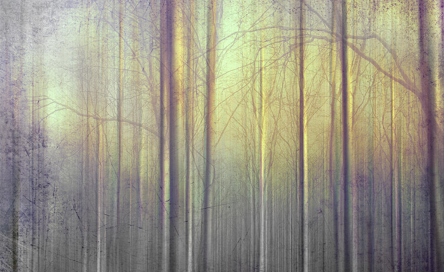 Trees Abstraction Photograph by Mal Bray