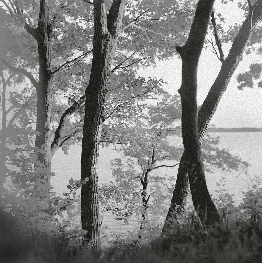 Trees Against Lake  Photograph by Lonnie Paulson