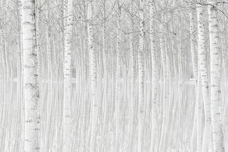 Trees Photograph by Aglioni Simone
