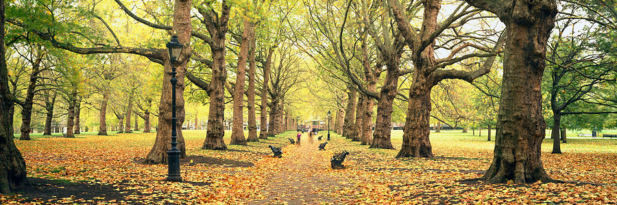 Trees Along A Footpath In A Park, Green Photograph by Panoramic Images