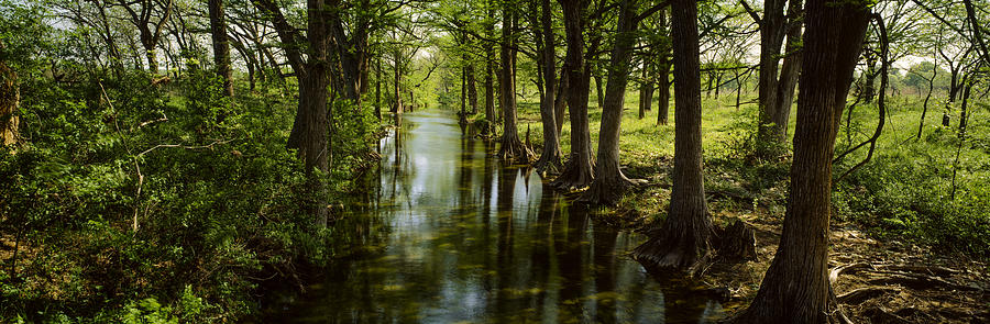 Trees Along Blanco River, Texas, Usa Photograph by Panoramic Images