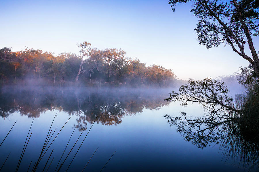 Nature Photograph - Trees Along Noosa River At Dawn by Andrew Peacock