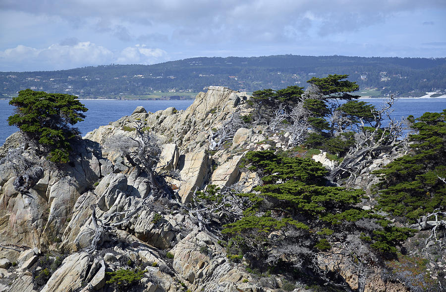 Trees Amidst the Cliffs in Californias Point Lobos State Natural Reserve Photograph by Bruce Gourley