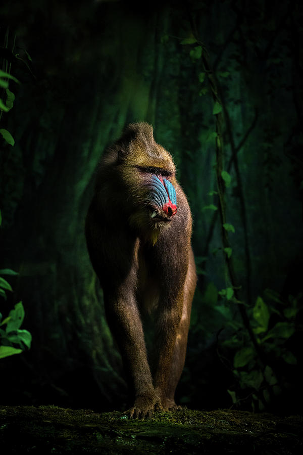 Jungle Photograph - Trees And Beasts! by Isma Yunta