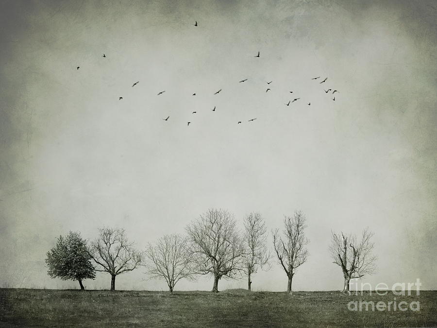 Tree Photograph - Trees and birds by Diana Kraleva