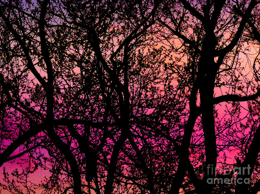Trees and Branches in Silhouette Photograph by Frances Ann Hattier