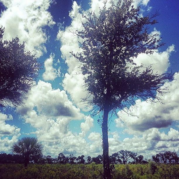 Pattern Photograph - Trees And Clouds Harmonized Freely by Lydia Gottardi