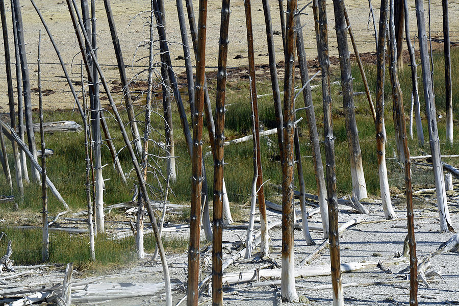 Trees and Contrasting Thermal Colors in Norris Geyser Basin Photograph by Bruce Gourley