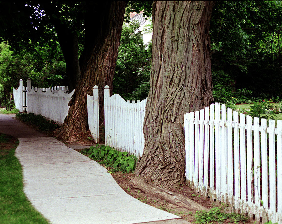 Trees and Fence Photograph by Tom Brickhouse