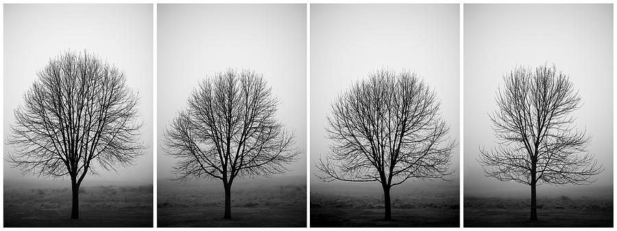 Trees and Fog Photograph by D Scott Clark