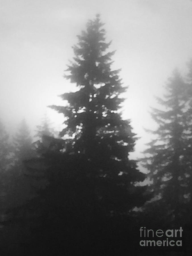Tree Photograph - Trees and Fog by Nick Gustafson